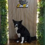 La Boutique De Simba – Peluquería Canina en Santander