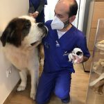 La Clinica De Pablo – Peluquería Canina en San Vicente De La Barquera
