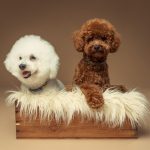 La Dama – Peluquería Canina en Mairena Del Aljarafe