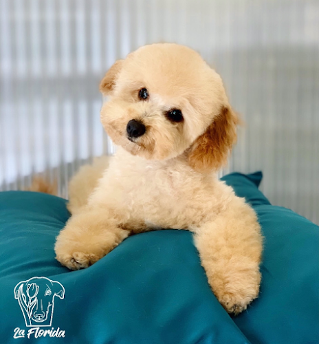 La Florida Peluquería Canina en Madrid