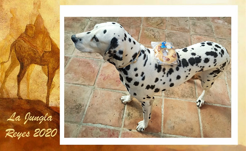 La Jungla en Málaga