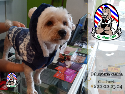 La Manada Animal en Santa Cruz De Tenerife