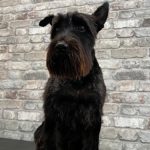 La Nueva Maltesa – Peluquería Canina en Santander