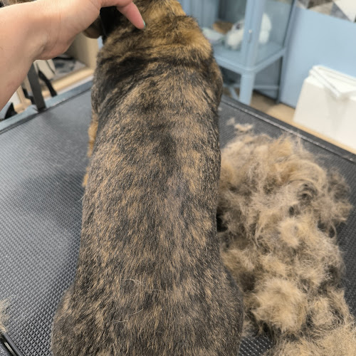 La Pelu De Ana Peluquería Canina Y Bañoterapia en Alicante