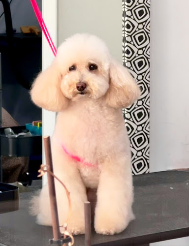 La Pelu De Montjuïc By Lluïsa Royo en Barcelona