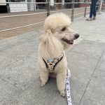 La Perrukería – Peluquería Canina en Vitoria-gasteiz