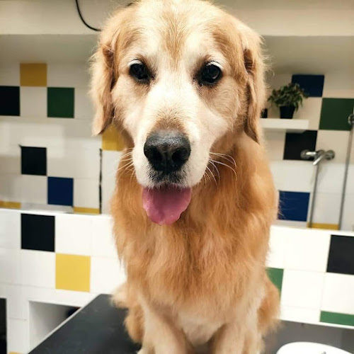 La Perruquería De Oviedo - Peluquería Para Perros en Asturias