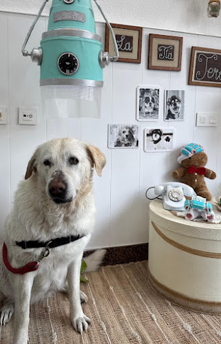 La Tía Tere Autolavado Canino Y Peluquería Canina en Alicante