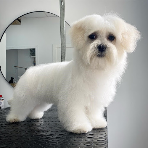 Lady Berta en Málaga