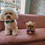 Lady Can Perros Estilosos – Peluquería Canina en Gijón