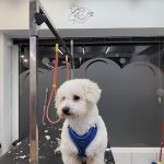 Lagun Garbi – Peluquería Canina en Beasain