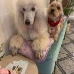 Lana Estilismo Canino, Peluqueria Canina En Almazora – Peluquería Canina en Almassora