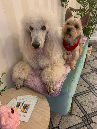 Lana Estilismo Canino, Peluqueria Canina En Almazora en Castellón