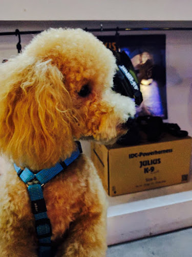 Laperroqueria en Barcelona