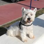(Lara) R.victoria – Peluquería Canina en Rincón De La Victoria