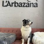 L'arbazana – Peluquería Canina en Oviedo