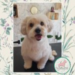 Las Huellas De Noah. Peluquería & Estética Canina – Peluquería Canina en Tomares