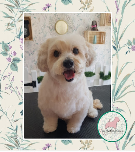 Las Huellas De Noah. Peluquería & Estética Canina en Sevilla