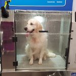 Lavakan Santander | Spa Para Mascotas – Peluquería Canina en Santander