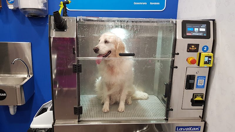 Lavakan Santander | Spa Para Mascotas en Cantabria