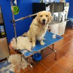 Lavakan | Spa Per Mascotes – Peluquería Canina en El Campello