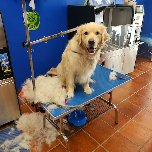 Lavakan | Spa Per Mascotes en Alicante
