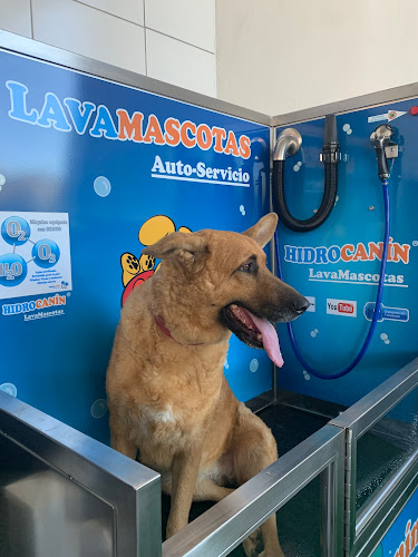 Lavamascotas 24H Torneo en Sevilla