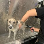 Lavamascotas Oh My Dog Gijón – Peluquería Canina en Gijón