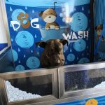 Lavamascotas Salamanca – Peluquería Canina en Carbajosa De La Sagrada