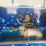 Lavamascotaspompitas – Peluquería Canina en Pamplona