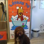 Lavame Tu – Peluquería Canina en Langreo
