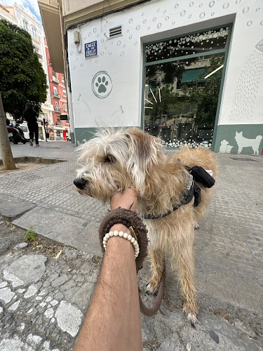 Lavanimals en Valencia