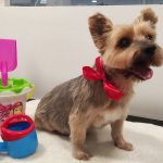Lifestyle Belleza Canina – Peluquería Canina en Sant Joan D'alacant