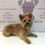 Lilican – Peluquería Canina en Huércal De Almería
