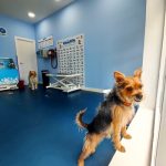 Limpiadog Buenavista. Peluquería Canina, Autolavado Y Tienda. – Peluquería Canina en Oviedo