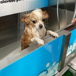 Limpiadog Telde – Peluquería Canina en Telde