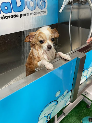 Limpiadog Telde en Las Palmas
