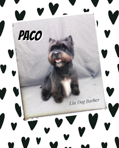 Lin Dog Barber en Tarragona