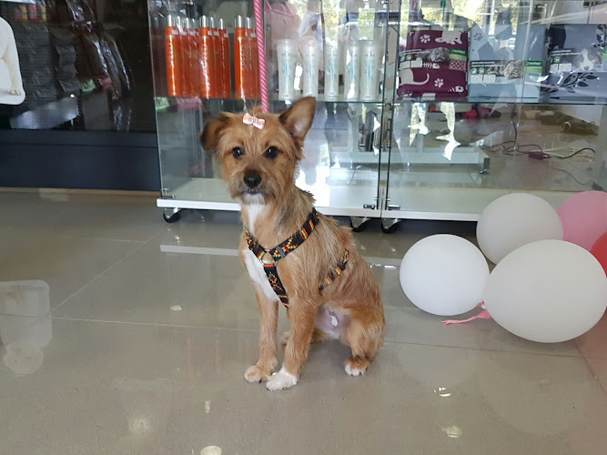 Linda Diaz Peluqueria/Estetica Canina Y Felina en Girona