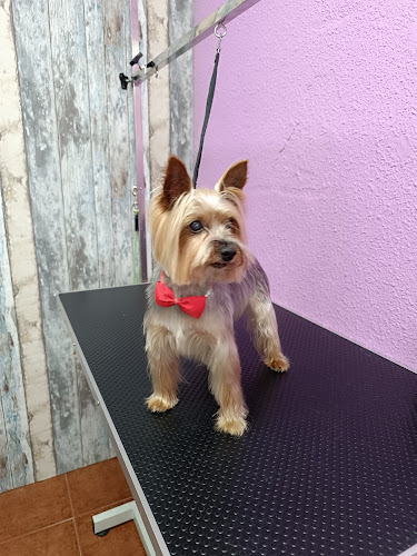 Lindogs & Cats en Zaragoza