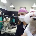 Lord Perrum – Peluquería Canina en Palma