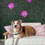 Love Pets – Peluquería Canina en Avilés
