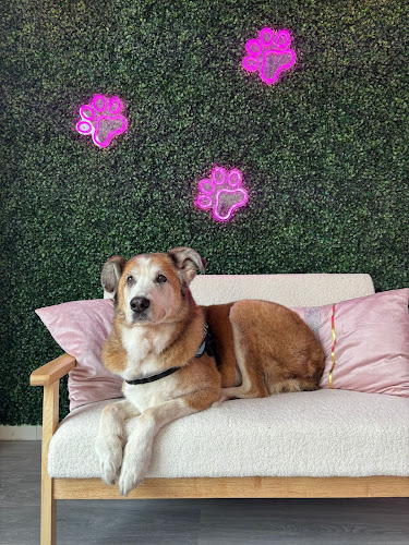 Love Pets en Asturias