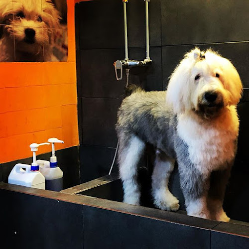 Lovedogs en Barcelona