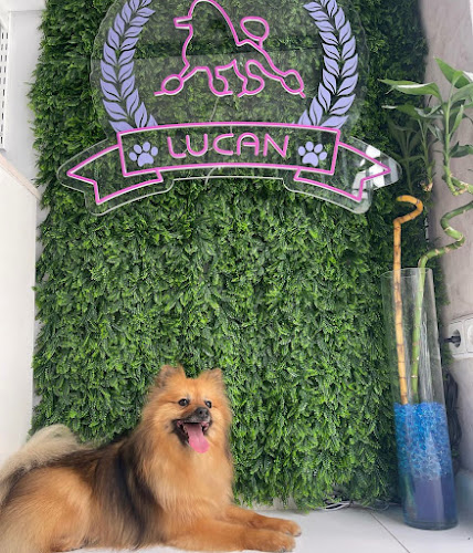 Lucan Peluqueria Canina en Madrid