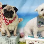Lucy's Dogs – Peluquería Canina en Porto Cristo