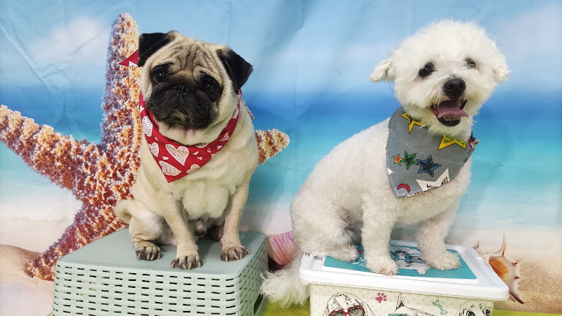 Lucy's Dogs en Balearic Islands