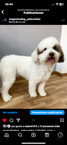 Magazine Dog Peluqueria Canina en Valencia
