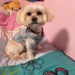 Magic's – Peluquería Canina en Utebo