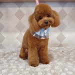 Magnum And Friends – Peluquería Canina en Palma